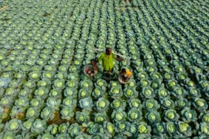 Father and child harvesting cabbages in a lush green field in Bogura, Bangladesh.